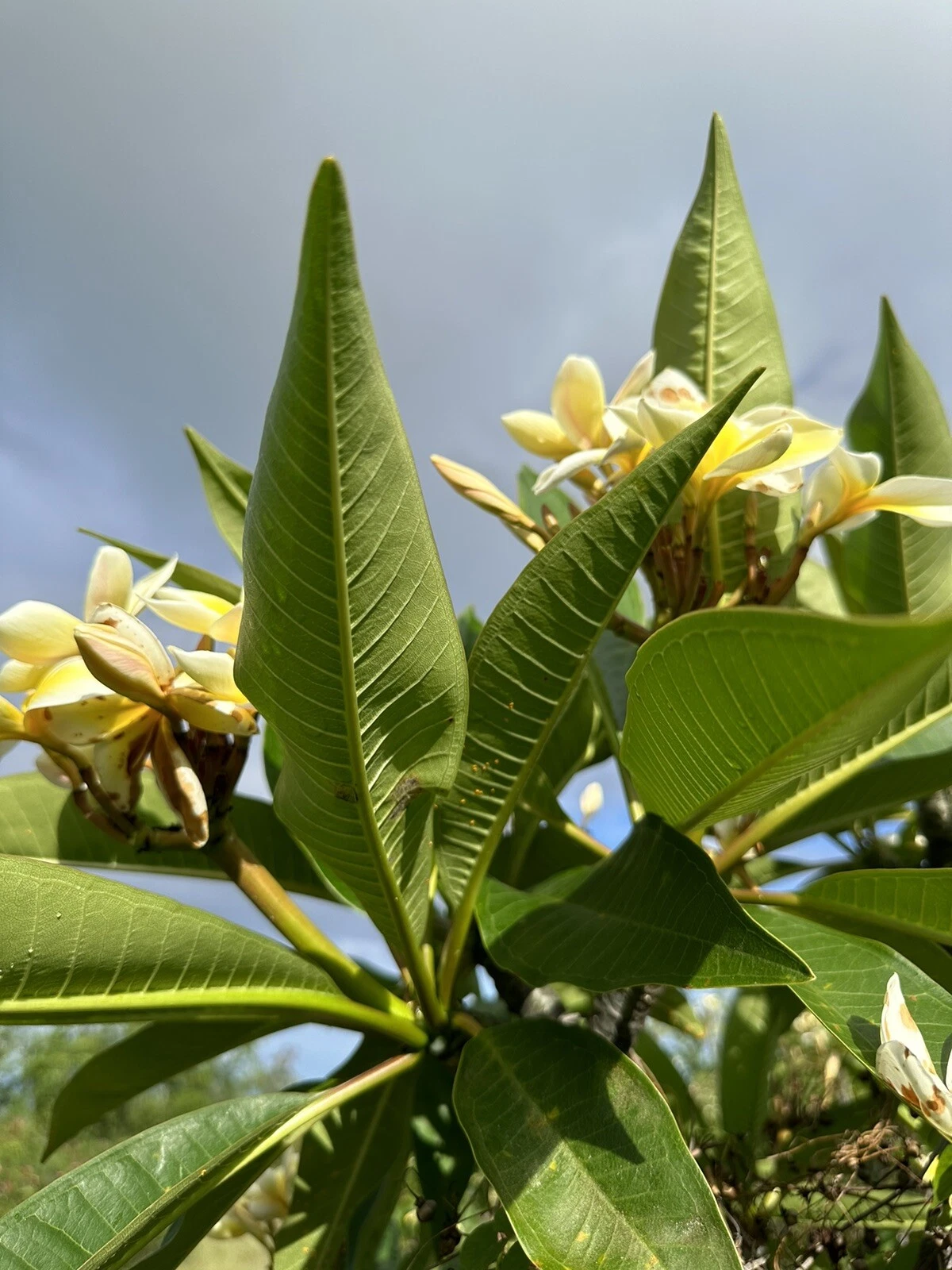 Yellow Plumeria Fresh Starter Cutting Double Head, 10 Inch Unrooted Frangipani Cutting for Planting