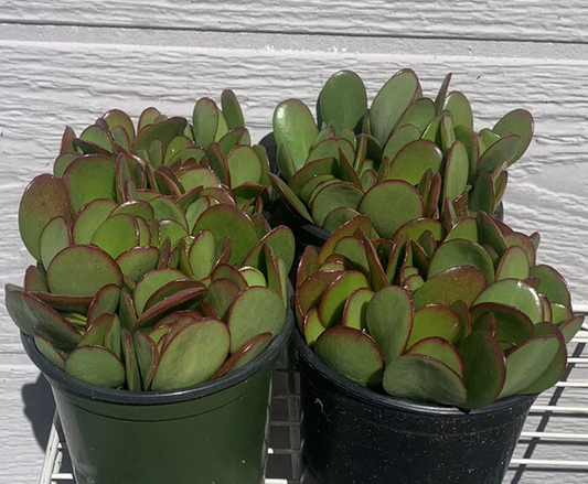 Jade Plant Crassula Ovata Cuttings for Planting – 18 Live Succulent Stems, Mixed Sizes 2–4 Inch