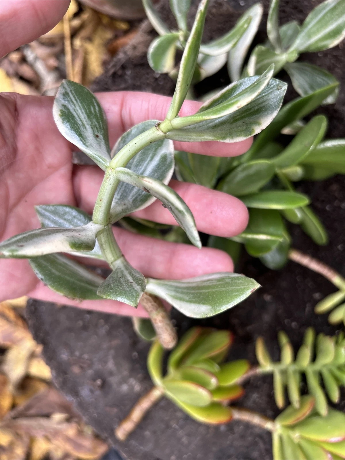 Jade Plant Cuttings for Planting – 8 Fresh Cuttings, 4 Different Varieties, Crassula Succulent Houseplants