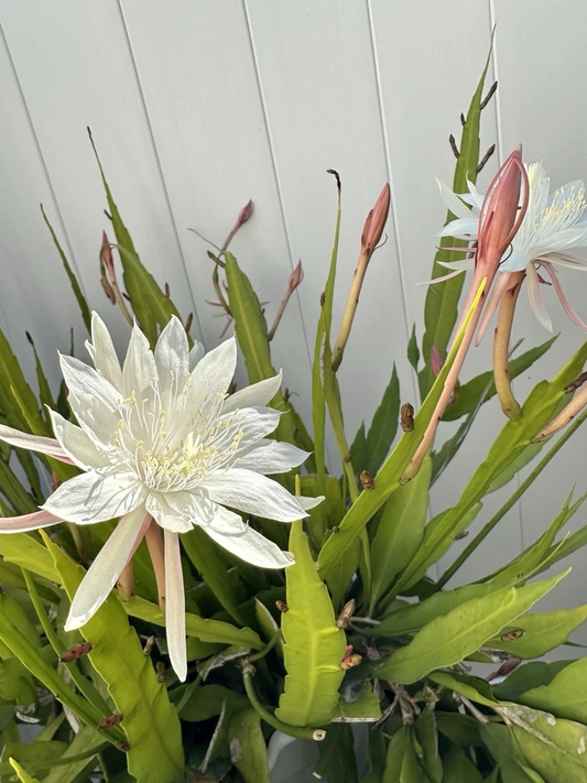 Cereus Night Blooming Cactus Cuttings – 3 Live Unrooted Cereus Cuttings for Propagation