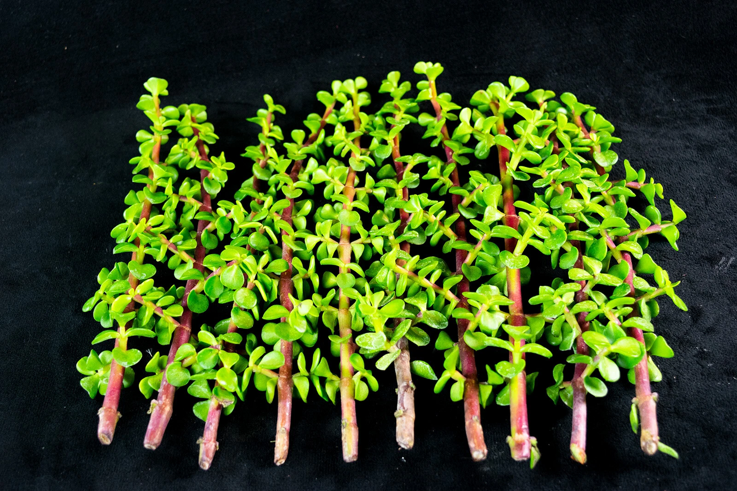 Portulacaria Afra Elephant Bush – 30 Healthy Succulent Cuttings, Live Starter Stems for Pots, Bonsai, and Indoor Outdoor Gardens