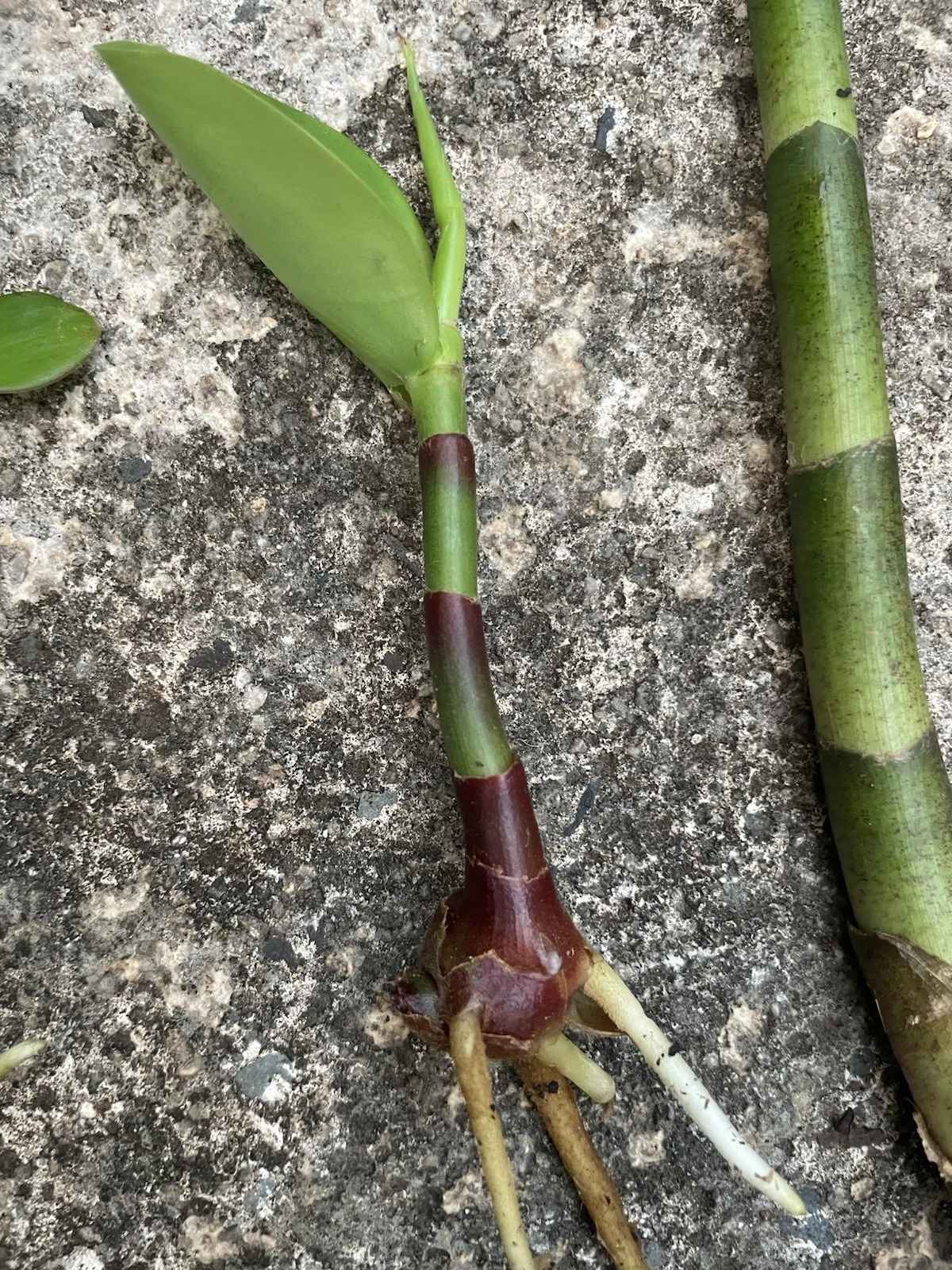 Yellow Spiral Ginger – Rooted Cutting of Dimerocostus strobilaceus | Hawaii Grown Tropical Plant Starter