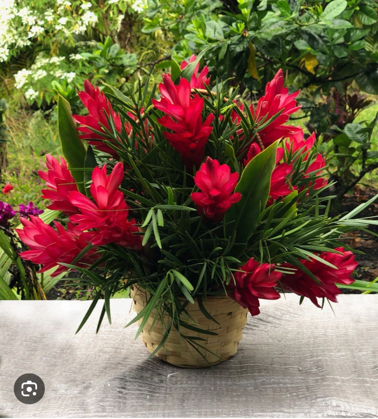 Hawaiian Red Ginger Plant Alpinia purpurata, Small Rooted Starter Tropical Ornamental Plant for Planting