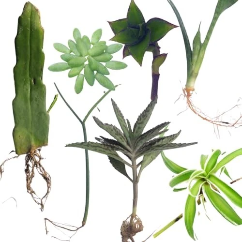 Indoor Plant Cuttings Variety Pack – 7 Fresh Cuttings Including Queen of Night, Burro’s Tail & More Easy-Root Houseplants
