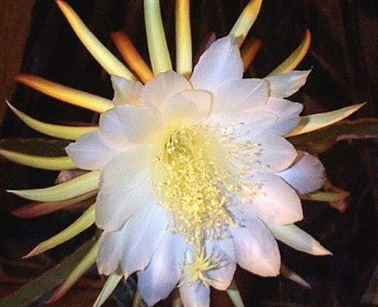 Dragon Fruit Epiphyllum – 2 Fresh Pitahaya Cactus Cuttings, Live Succulent Stems for Rooting and Propagation