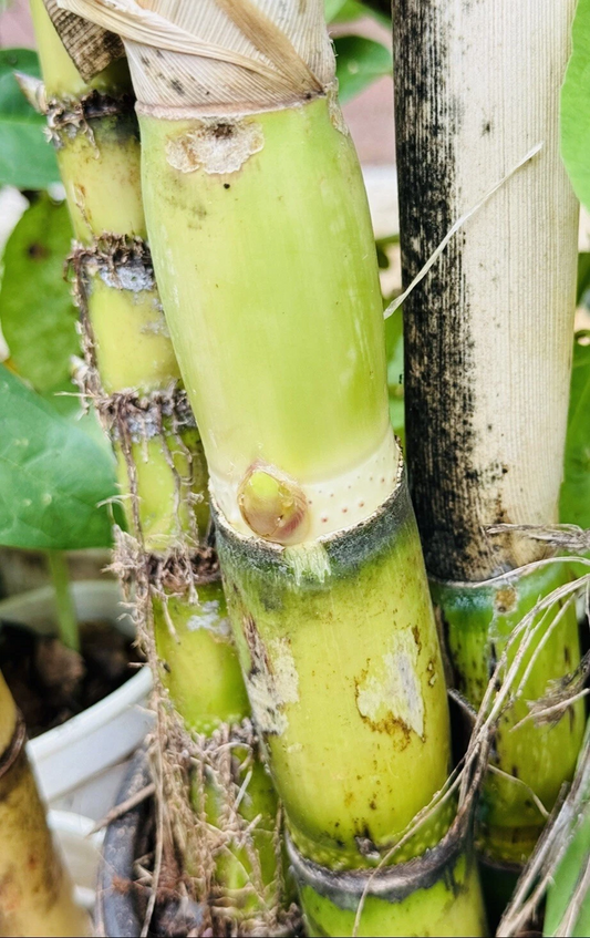 Green Sugarcane Cuttings – 1+1 Fresh Live Plant Pieces Ready to Grow, Sweet Juicy Variety for Garden Planting