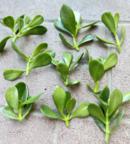 Jade Plant Cuttings – 5 Crassula ovata Succulent Stems 3–5 Inches – Money Plant / Lucky Plant Starter Cuttings