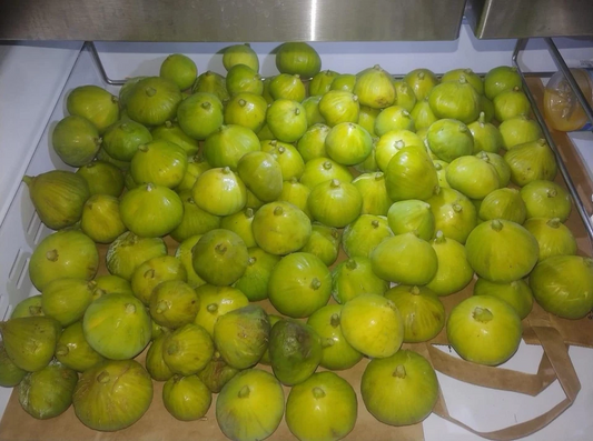 Italian Honey Fig Cuttings – 5 Unrooted Pieces – Lattarulla Ficus carica Tree Starter