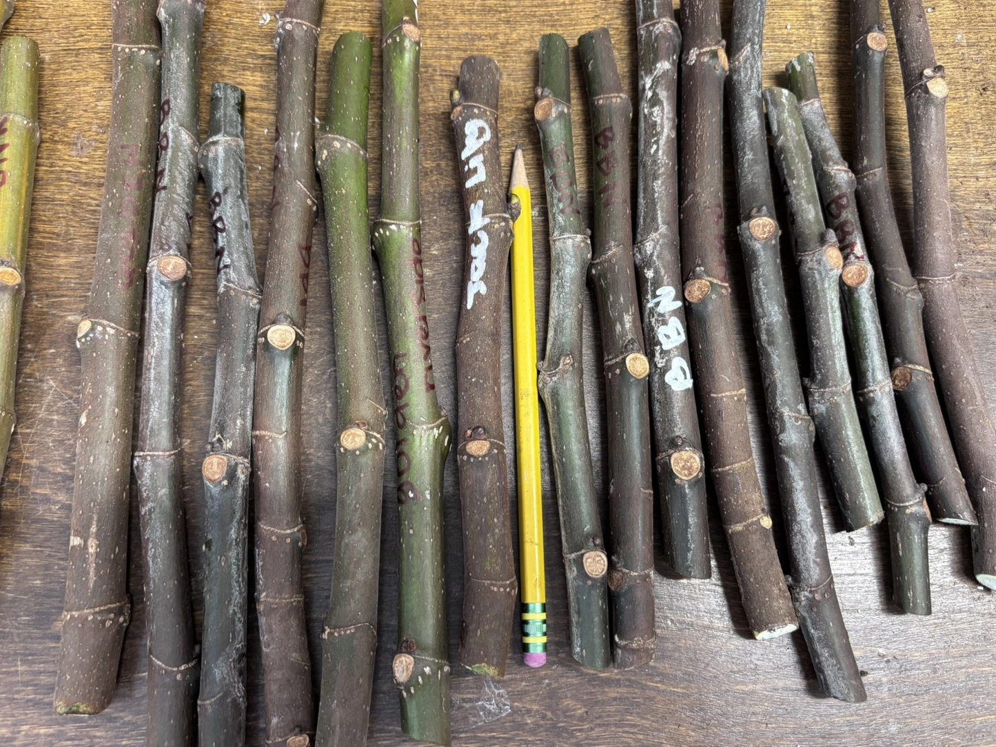 1 Ronde de Bordeaux Fig Cuttings – Ficus carica, Unrooted Hardwood Fig Cuttings for Propagation