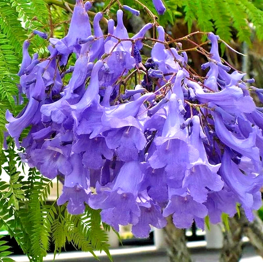 Blue Jacaranda Tree – Live 8–10” Jacaranda mimosifolia, 1-Year-Old Starter Plant, Fast-Growing Ornamental Tree with Fernlike Foliage