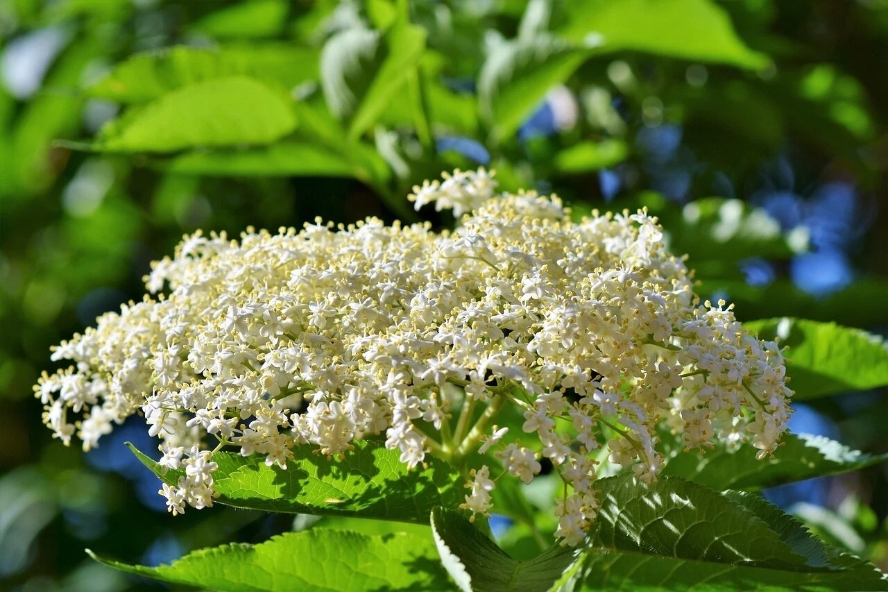Adams Elderberry Cuttings for Planting – 12 Unrooted Sambucus canadensis Cuttings, Fruit Shrub Propagation