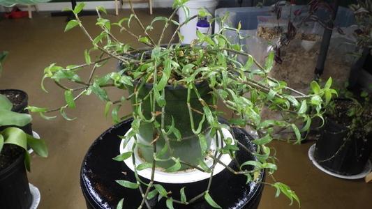 Callisia micrantha Cuttings – Trailing Houseplant Vine, Fresh Stem Cuttings for Rooting, Easy Indoor Plant Starter