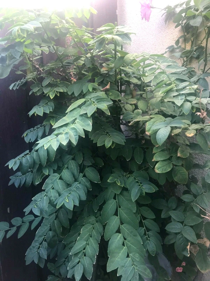 Katuk Plant Cuttings for Planting – 5 Unrooted, Sauropus androgynus, California Grown