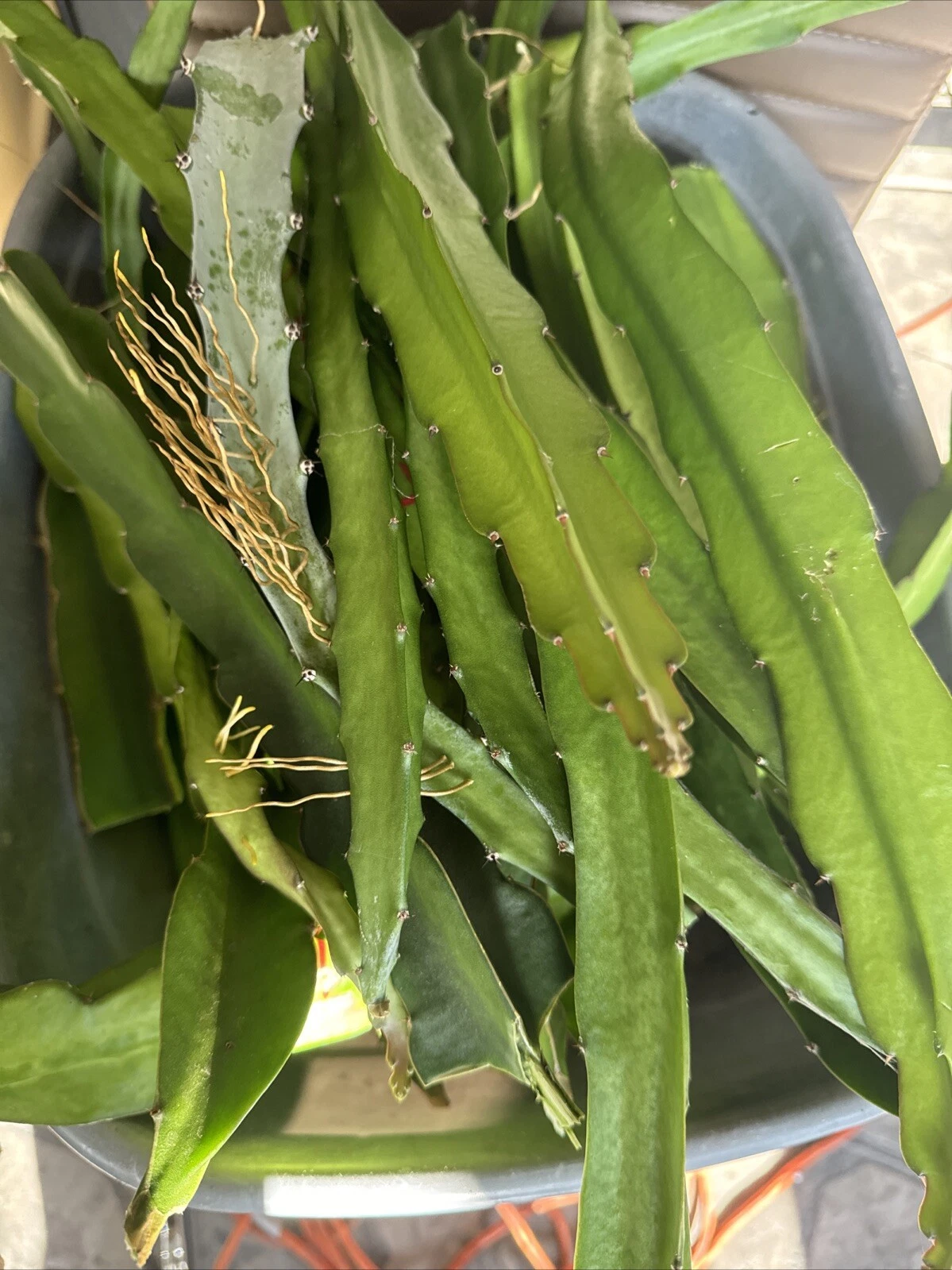 Graffiti Dragon Fruit Cuttings – 8"+ Pitaya Variety – Live Cactus Cuttings for Rooting & Growing