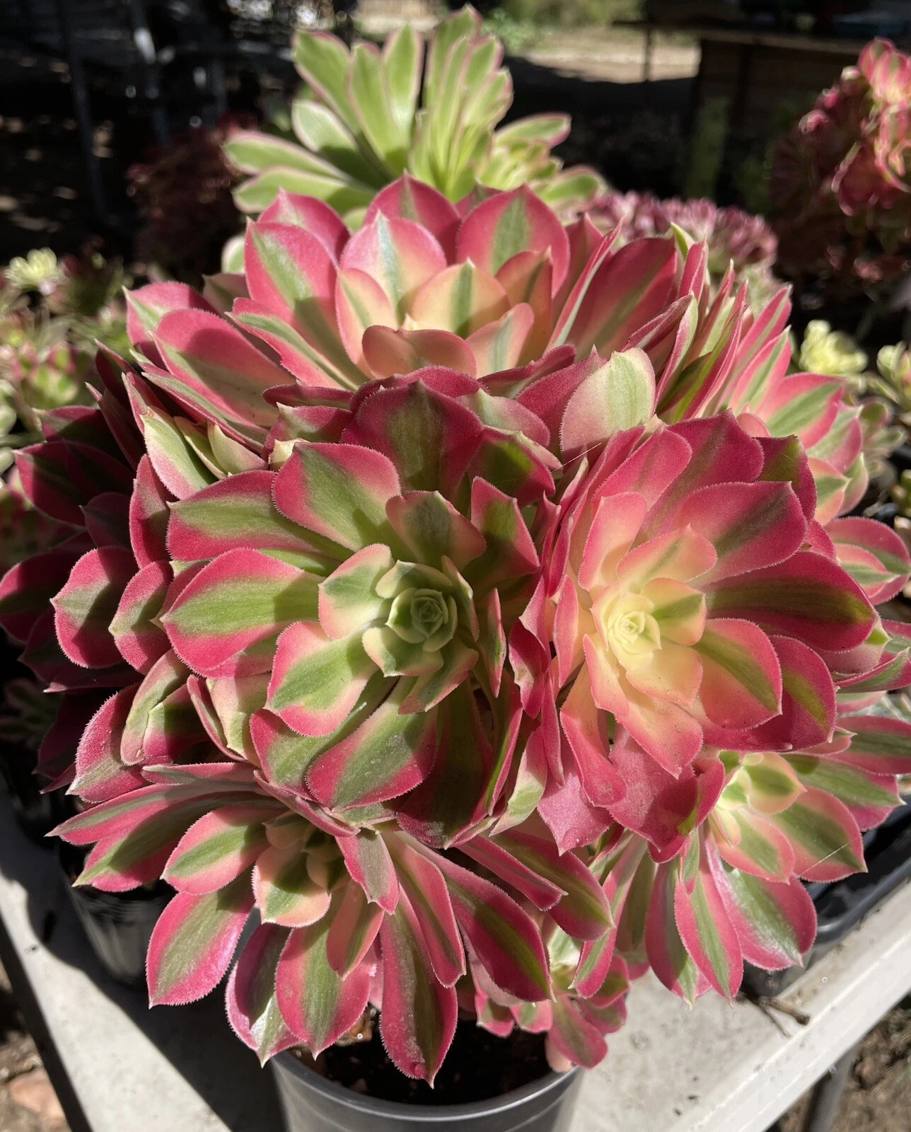 Aeonium Pink Witch Succulent – Live Single Cutting (2.5"), Colorful Rosette Cutting for DIY Propagation & Succulent Collections
