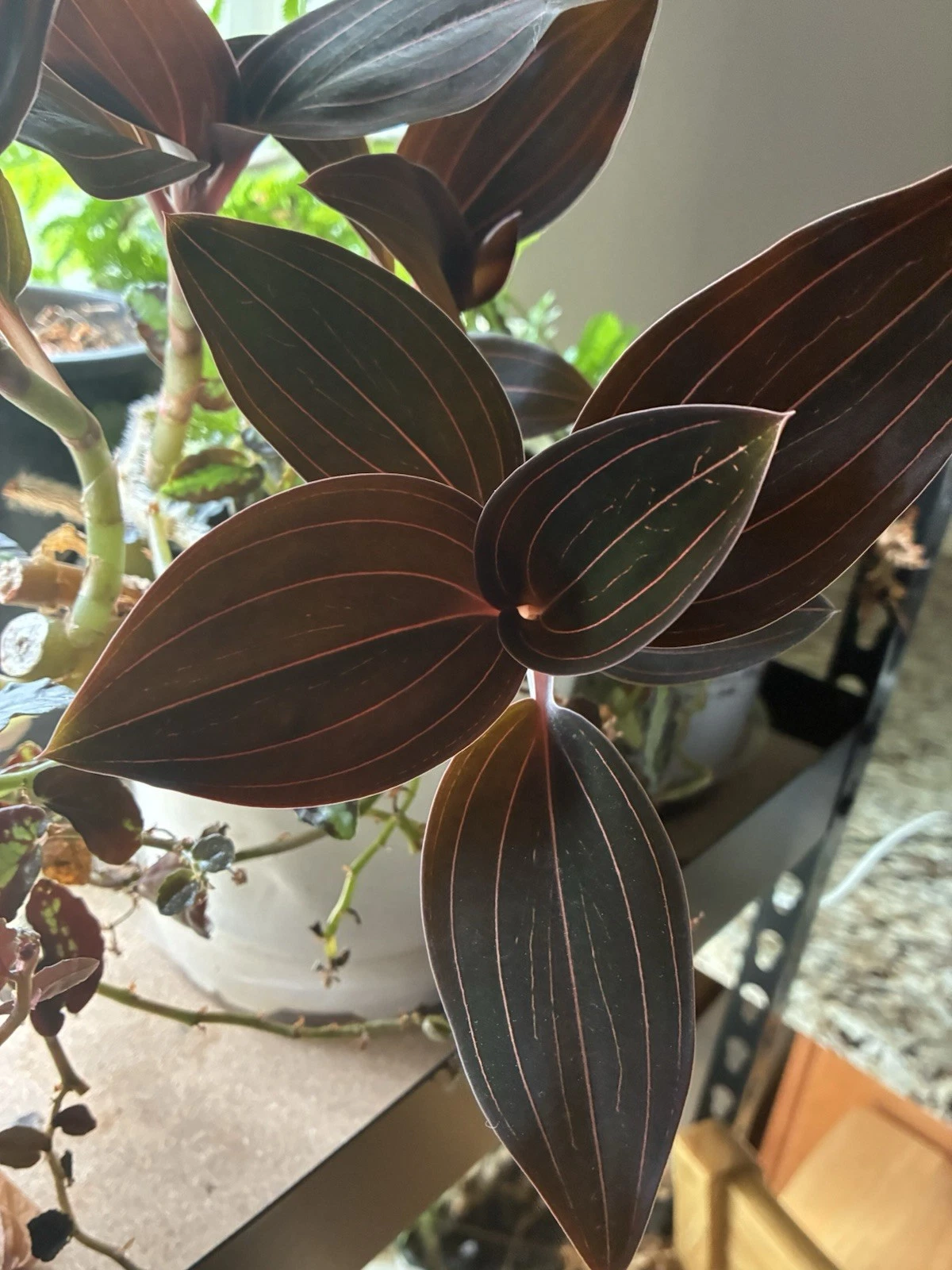 Ludisia discolor Jewel Orchid – 2 Cuttings (3–4 Inches) | Rare Indoor Orchid Starter Cuttings