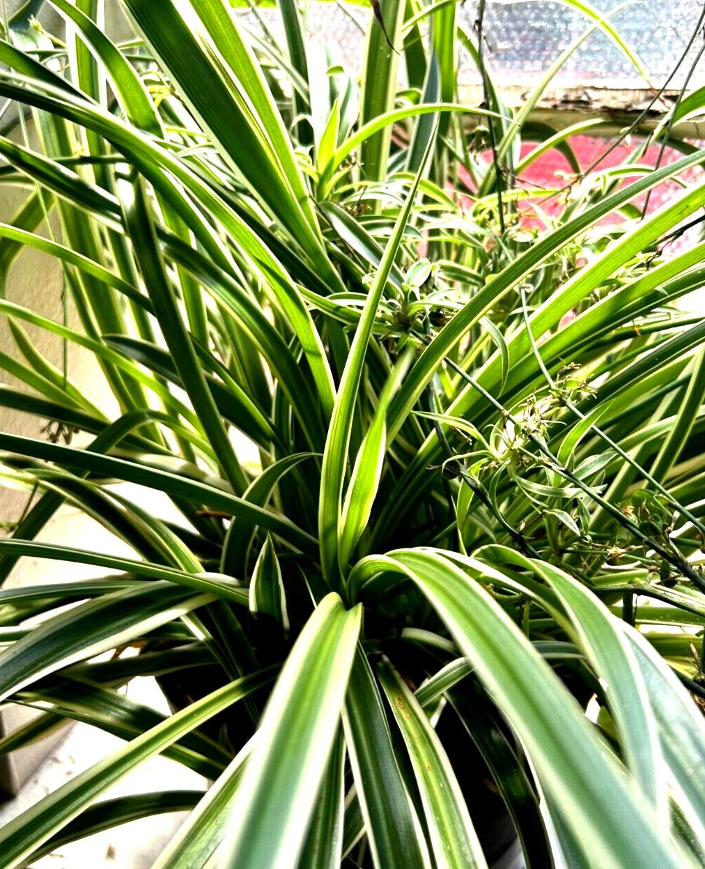 Howtobasic Reverse Plant Tree Reverse Spider Plant Cuttings – 3 Live Chlorophytum comosum Reverse-Pa ...
