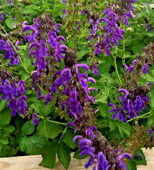 Dan Shen Sage Live Starter Plant – Salvia miltiorrhiza 3" Pot – Hardy Perennial Sage Plant