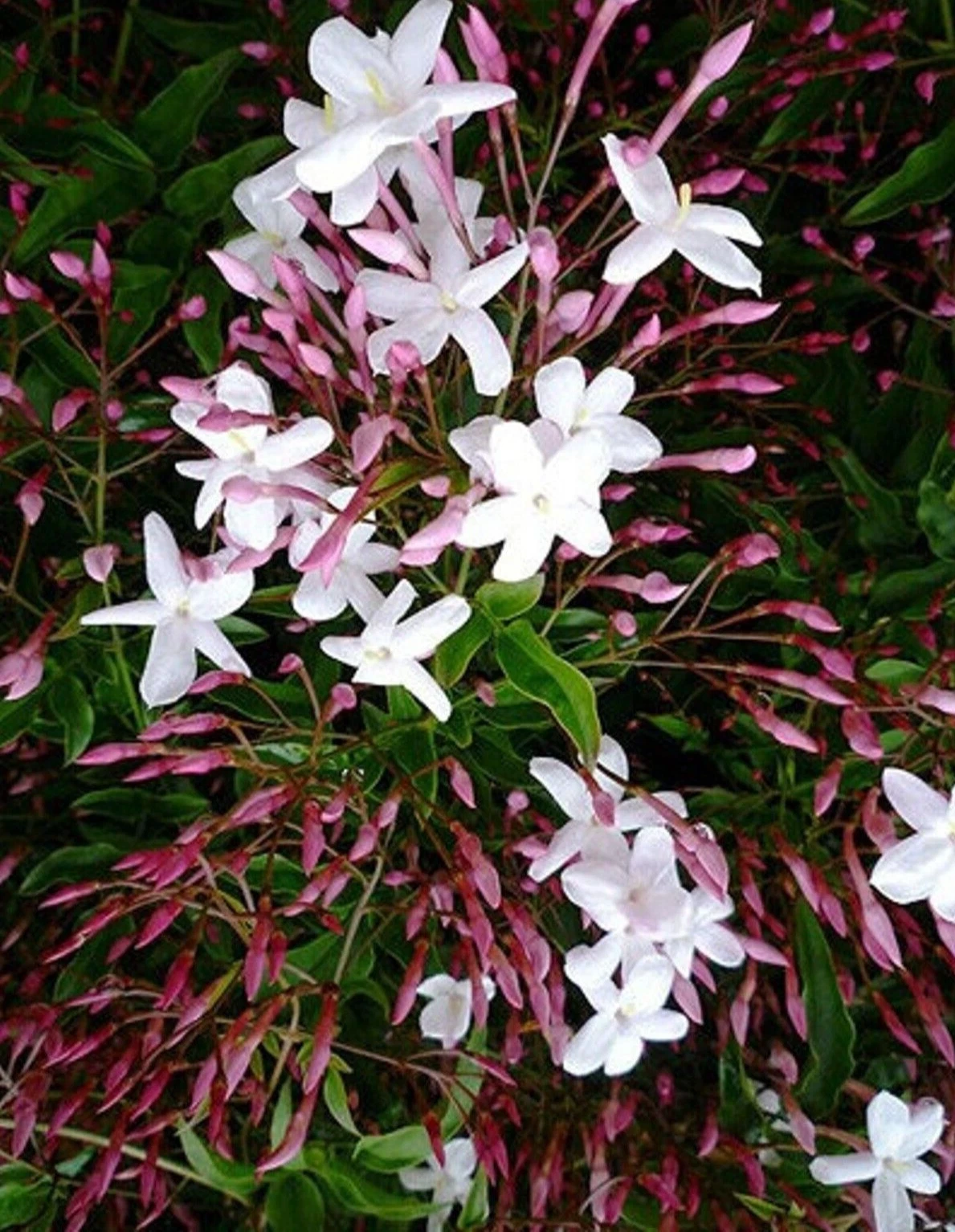 Pink Star Jasmine Cuttings – Trachelospermum jasminoides ‘Pink’, 10 Unrooted Vine Cuttings 12 Inches Long