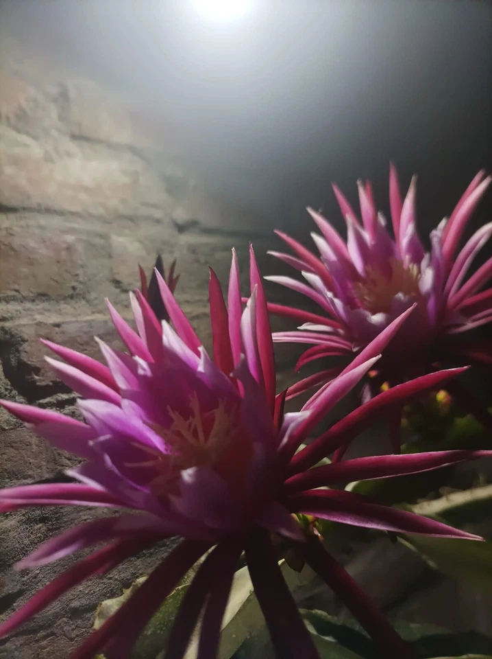 Dragon Fruit Cuttings – 10 Live 8–14 Inch Pitaya Cactus Cuttings for Planting and Propagation