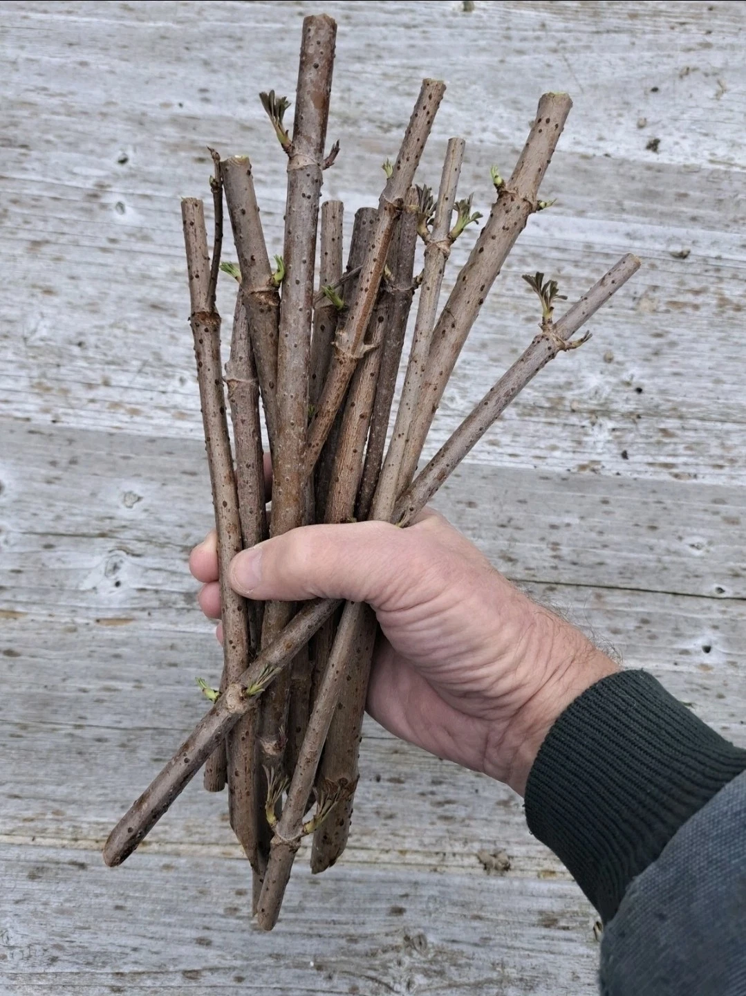 American Elderberry Cuttings – 5 Fresh Dormant Stems for Rooting | Sambucus canadensis | Hardy Fruit Shrub Starter