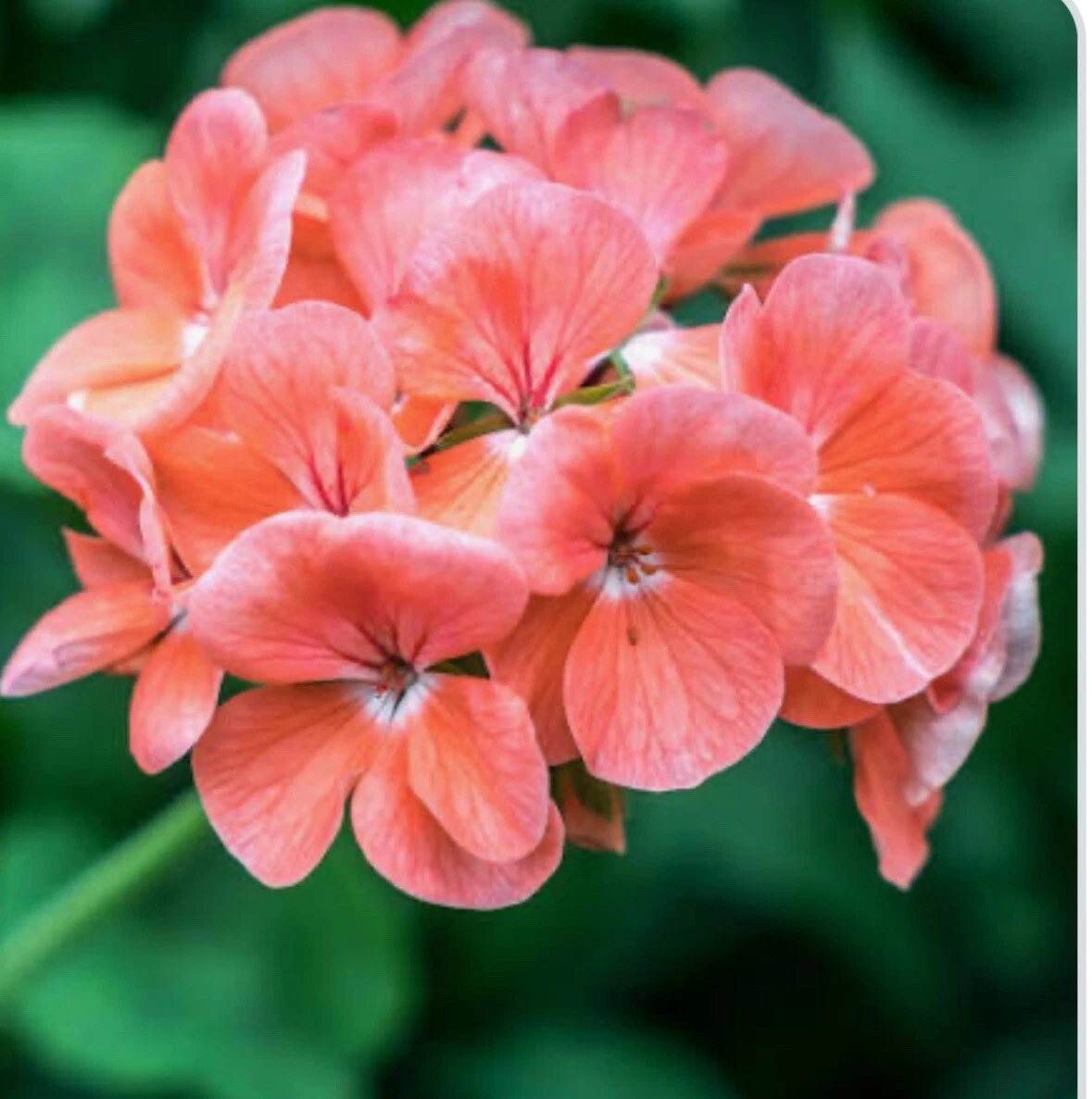 Coral Zonal Geranium Stem Cuttings – 10 Fresh Unrooted Pelargonium Cuttings for Rooting and Garden Growing
