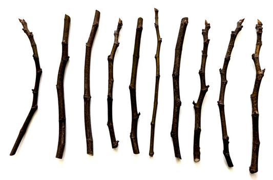 Chicago Hardy Fig Tree Cuttings – 10 Unrooted Hardwood Cuttings, 9–10 Inches Long, Avg 5 Nodes for Propagation