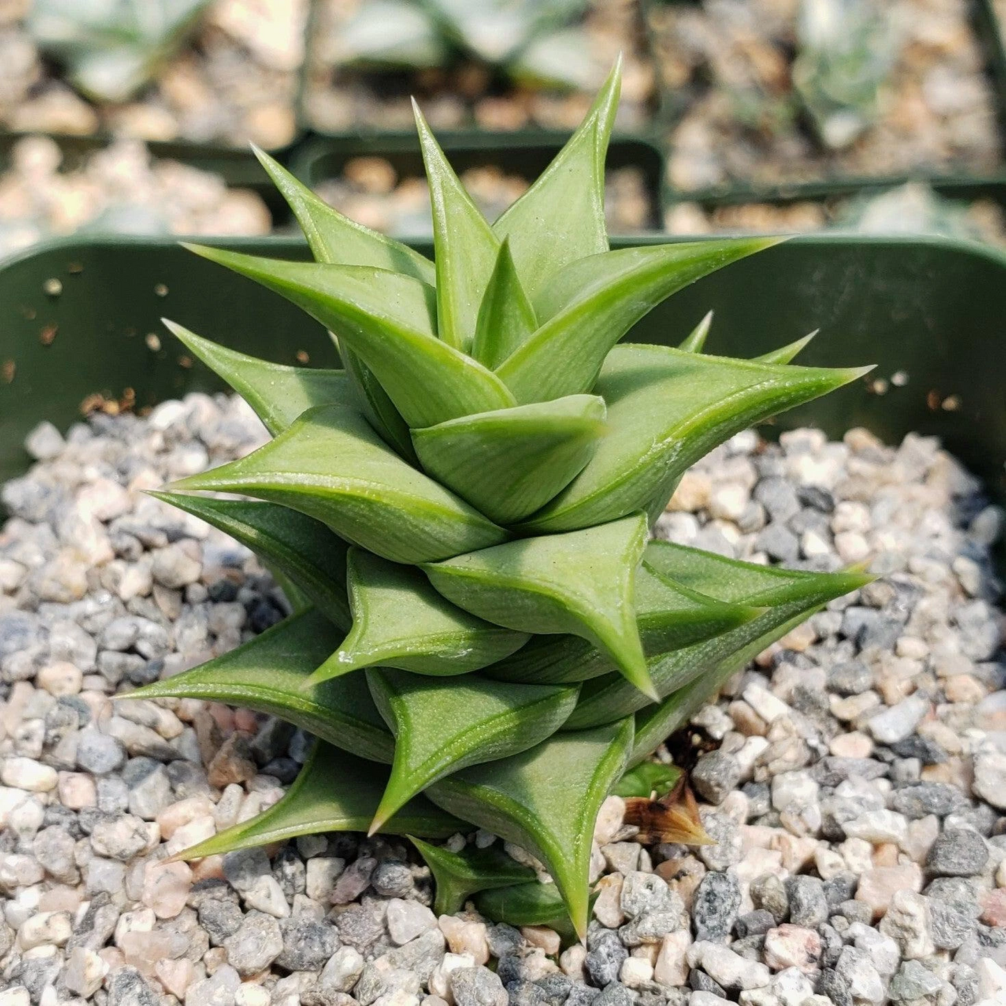 Astroloba spiralis – Live Succulent Plant in 4" Pot, Rare Spiral-Form Cacti-Like Succulent for Indoor & Rock Garden Displays