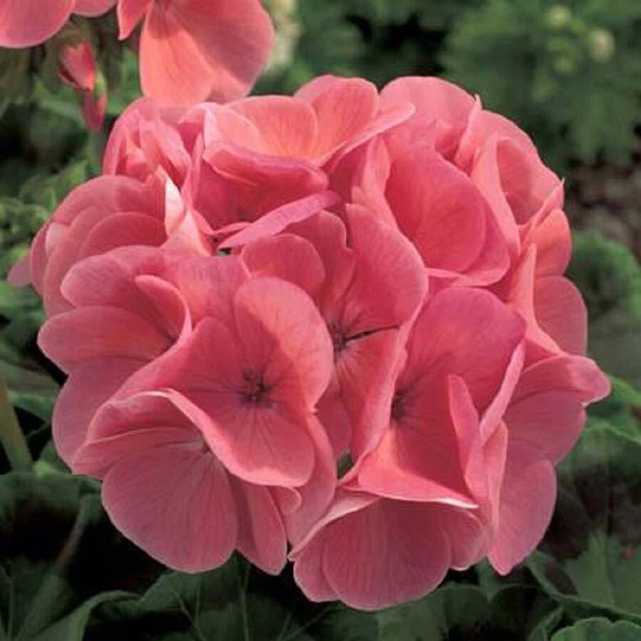 Ivy Geranium Cuttings Assorted Colors – 8 Fresh Pelargonium Peltatum C ...