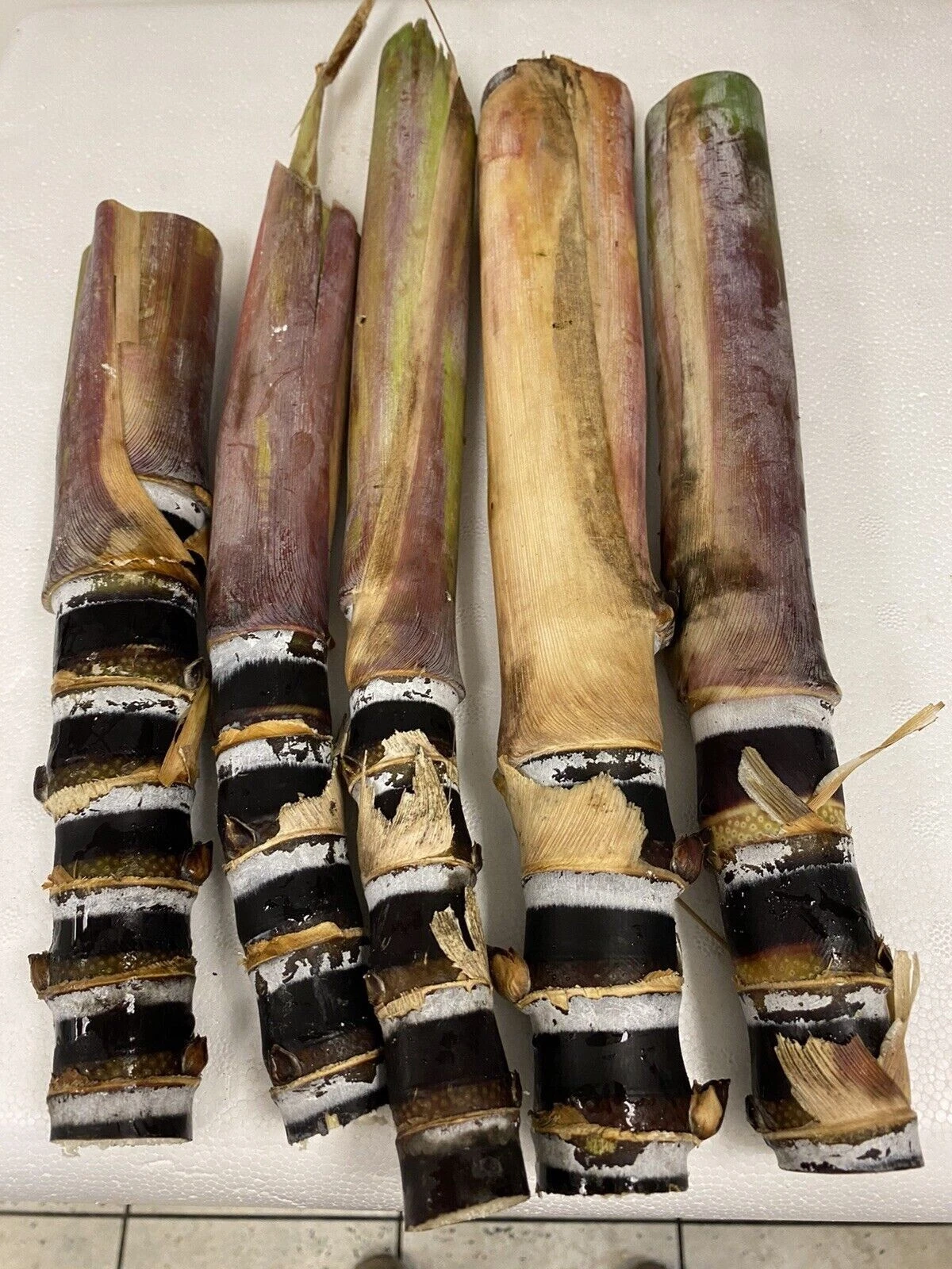 Black Soft Chew Sugar Cane Cuttings Unrooted Live Saccharum Officinaru ...