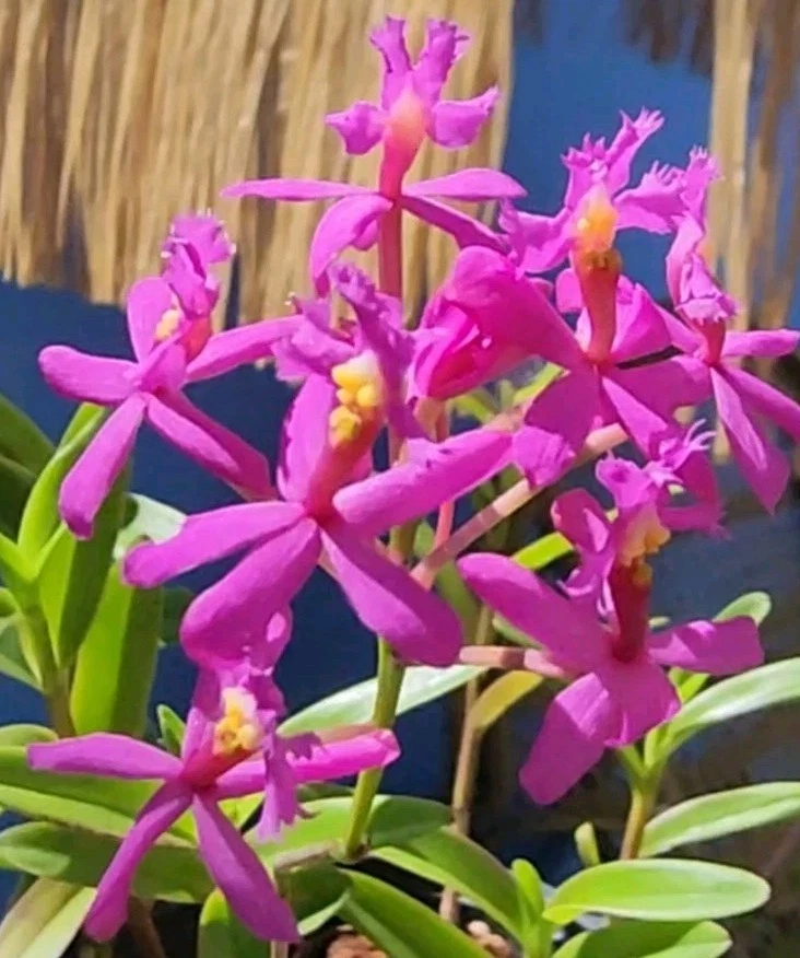 Epidendrum Radicans Fire Star Orchid – 1 Rooted Keiki, Purple Lavender ...