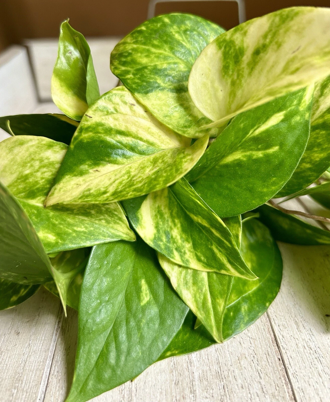 Pothos Rooted Cuttings – 10 Live Epipremnum Aureum Plants Ready to Pla ...