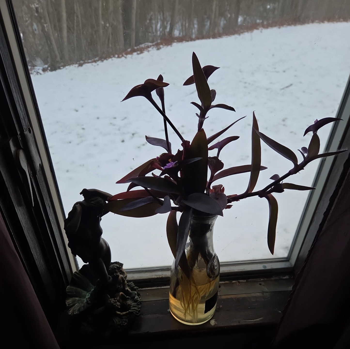 Purple Heart Plant Cuttings – 10 Live Tradescantia Pallida Cuttings, Purple Foliage Trailing Houseplant