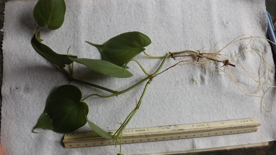 Heart Leaf Philodendron Bare Root Plant 3 Rooted Vines 6 to 18 Inch Live Trailing Houseplant Philodendron Hederaceum