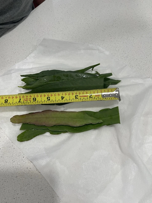 Epiphyllum Oxypetalum and Hookeri Cuttings Mix, Queen of the Night Cactus Stems for Propagation Set of 10