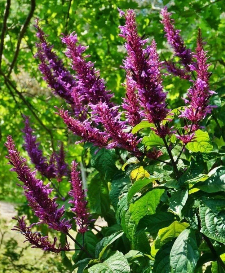 Purple and Red Firespike Cuttings – 6 Live Odontonema Strictum Unrooted Cuttings for Garden Planting