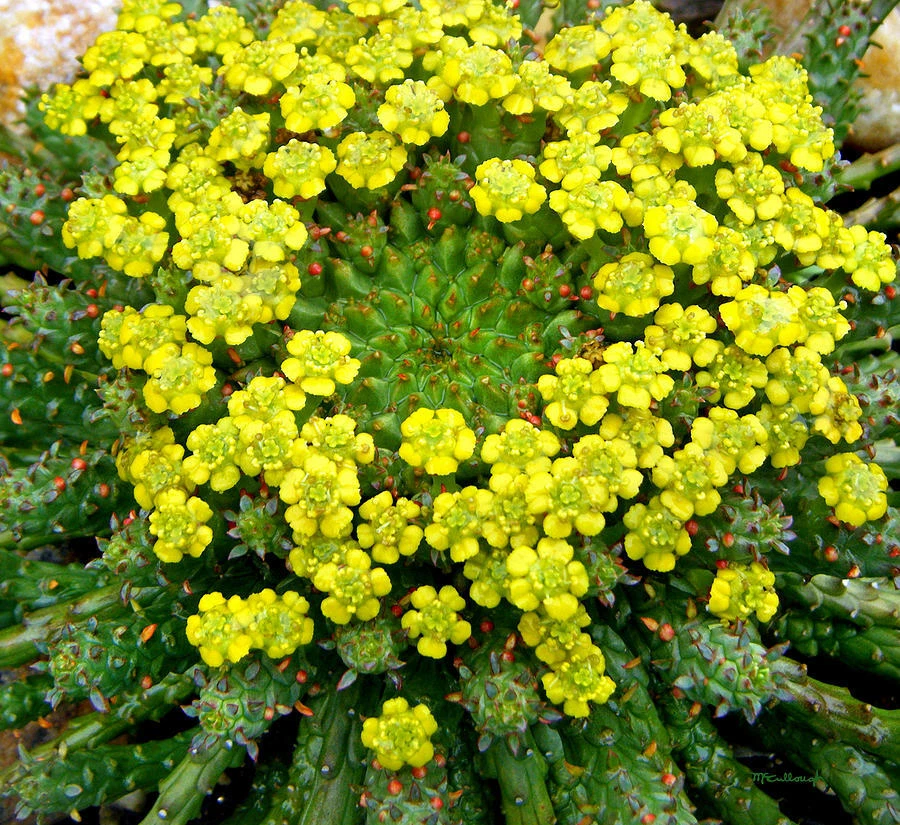 Euphorbia Flanaganii Caput Medusae Cutting – Rare Medusa Head Succulent, 5 Inch Unrooted Cutting