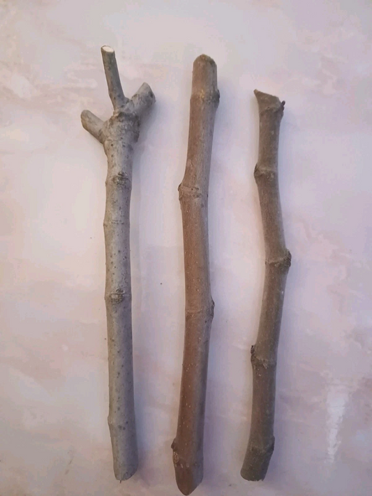 Fig Tree Cuttings 3 Pieces Unrooted Ficus Carica Hardwood Cuttings for Rooting or Grafting