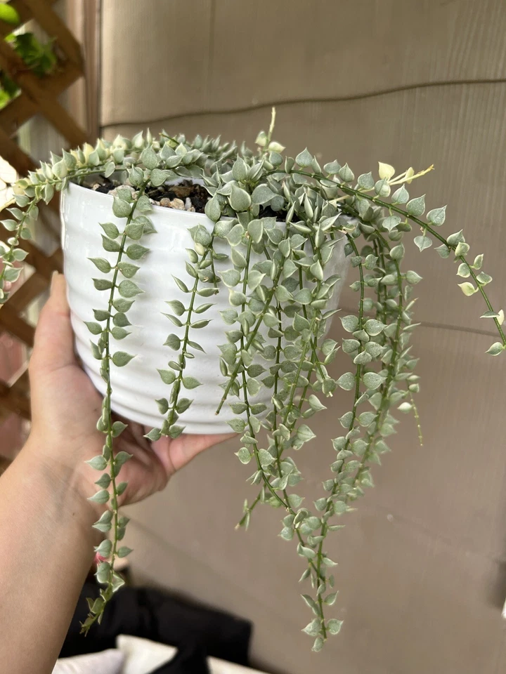 Dischidia Ruscifolia Variegata Million of Hearts Rare Trailing Houseplant Live Plant Cutting