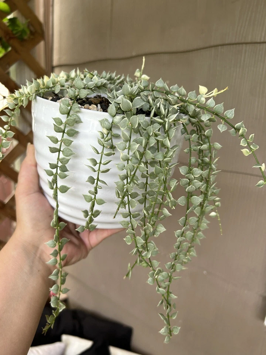 Dischidia Ruscifolia Variegata Million of Hearts Rare Trailing Houseplant Live Plant Cutting