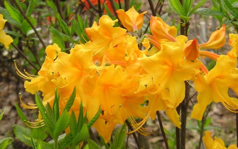 Appalachian Gold Aromi Azalea Rhododendron Deciduous Starter Plant, Sm ...