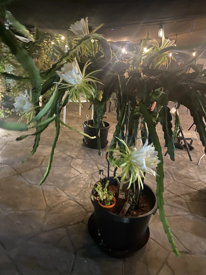 Red Dragon Fruit Cuttings – 3 Unrooted Dragon Fruit Cactus Cuttings 8–12 Inch for Propagation, Tropical Vine