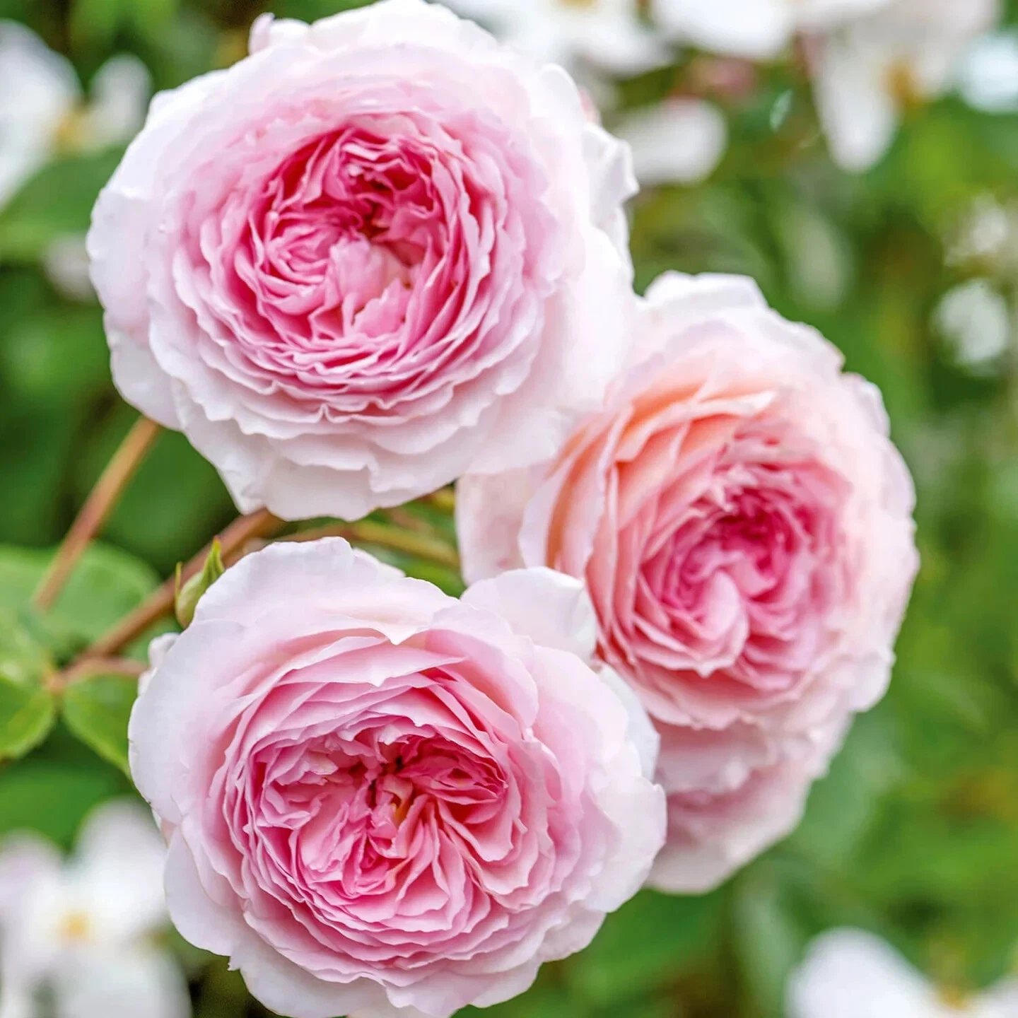 James Galway English Climbing Rose Cuttings – 3 Unrooted Stems 5–8 Inch, Auscrystal Rose for Propagation