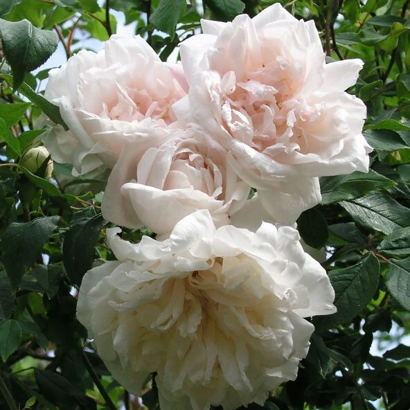 Cariera Roci Madame Alfred Carriere Climbing Rose Cuttings – 8 Live Unrooted Rose C ...