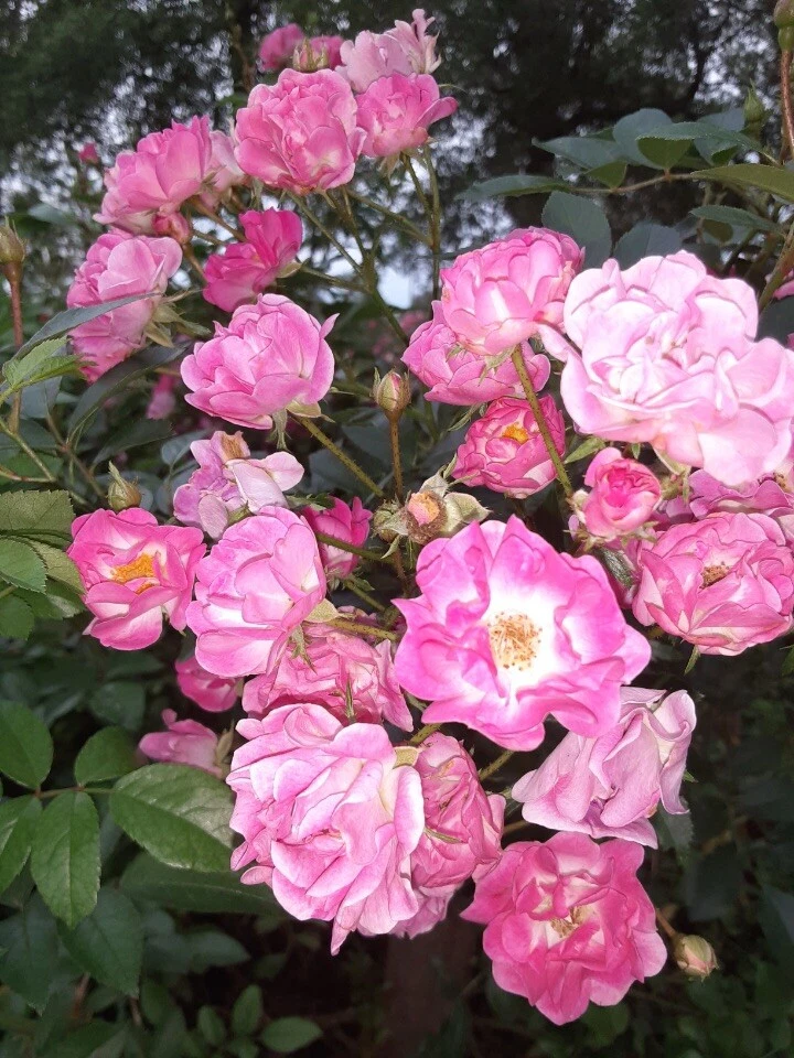 Madame Norbert Levavasseur Rose Cuttings – 4 Live Unrooted Pink Moss Rose Cuttings for Garden Propagation