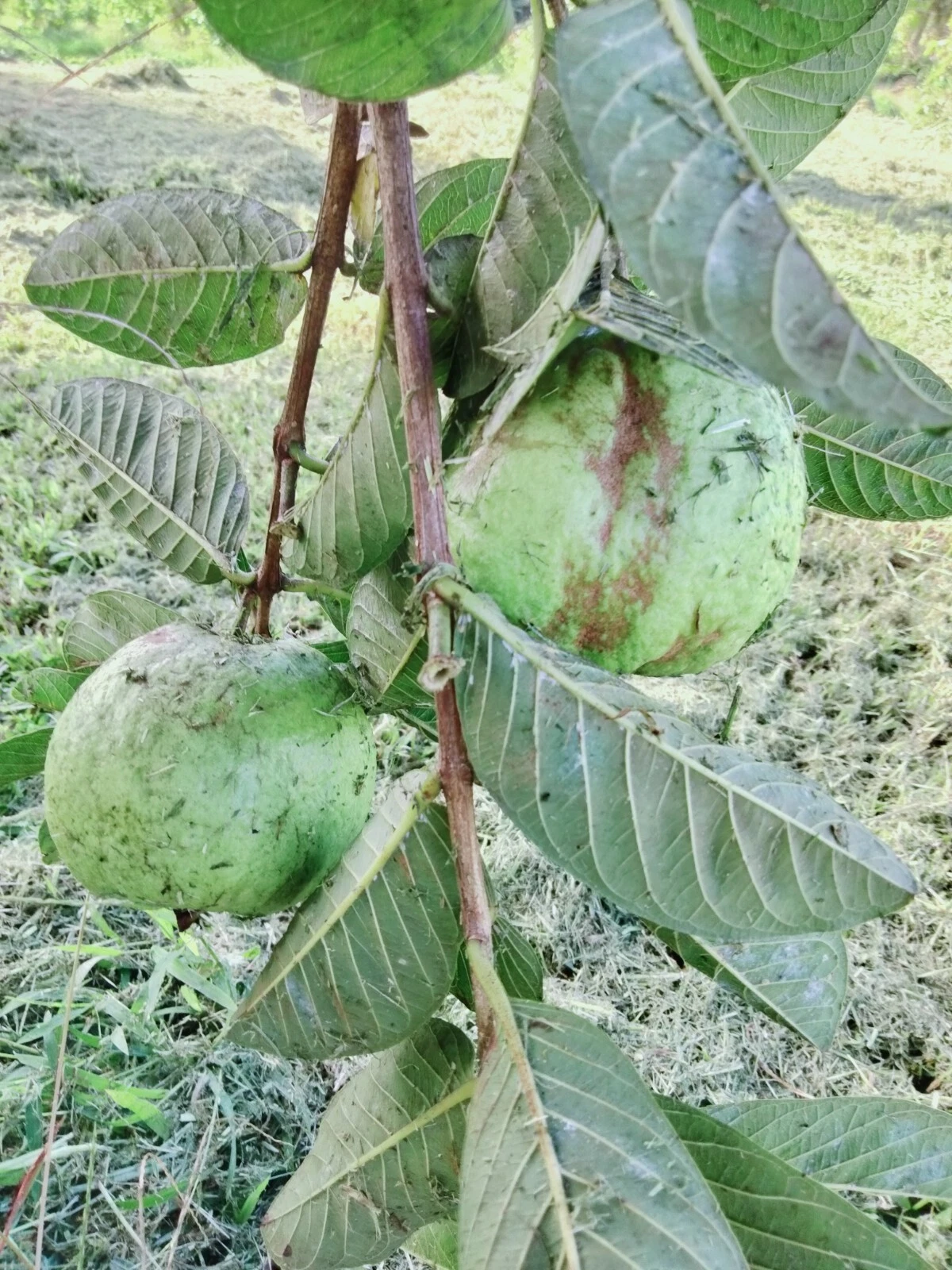 Guava Tree Cuttings Unrooted, Psidium guajava Scions 4–5 Inch for Root ...