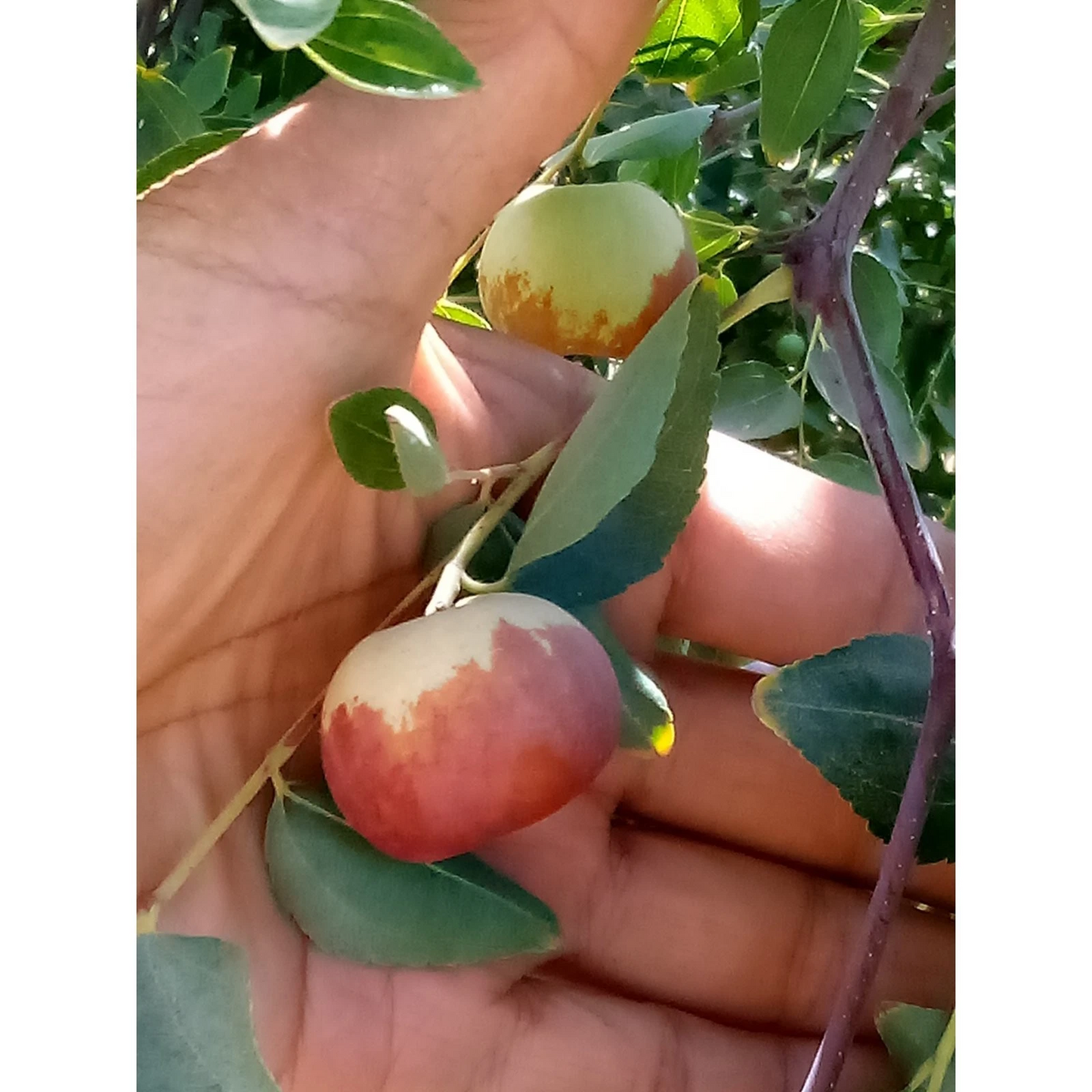 Chico Jujube Unrooted Scion Cuttings – 2 Ziziphus jujuba ‘Chico’ 8 Inch Tree Cuttings for Grafting