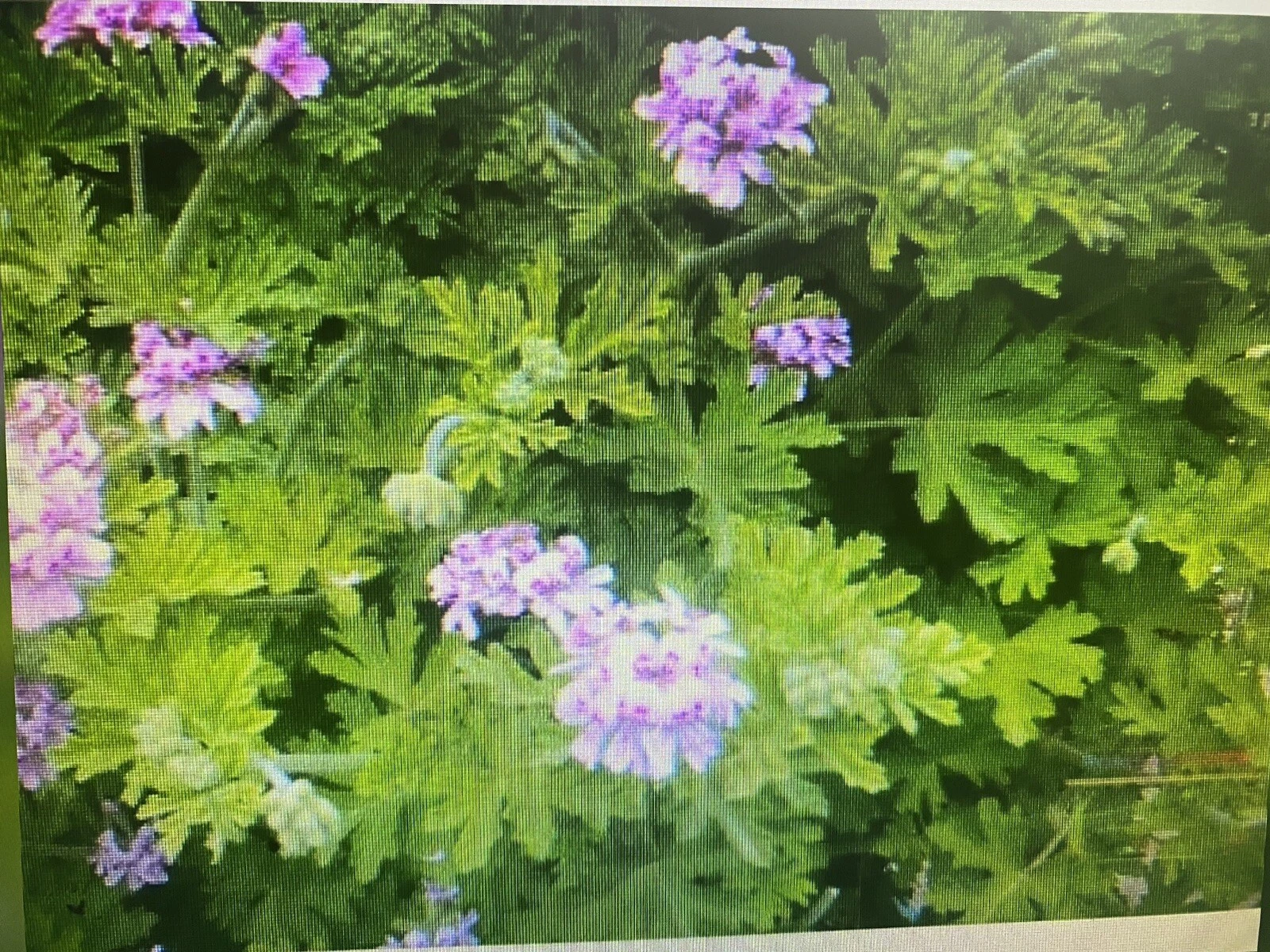 Pelargonium Citronella Rose-Scented Geranium Cuttings – 4 Pink Flower ...