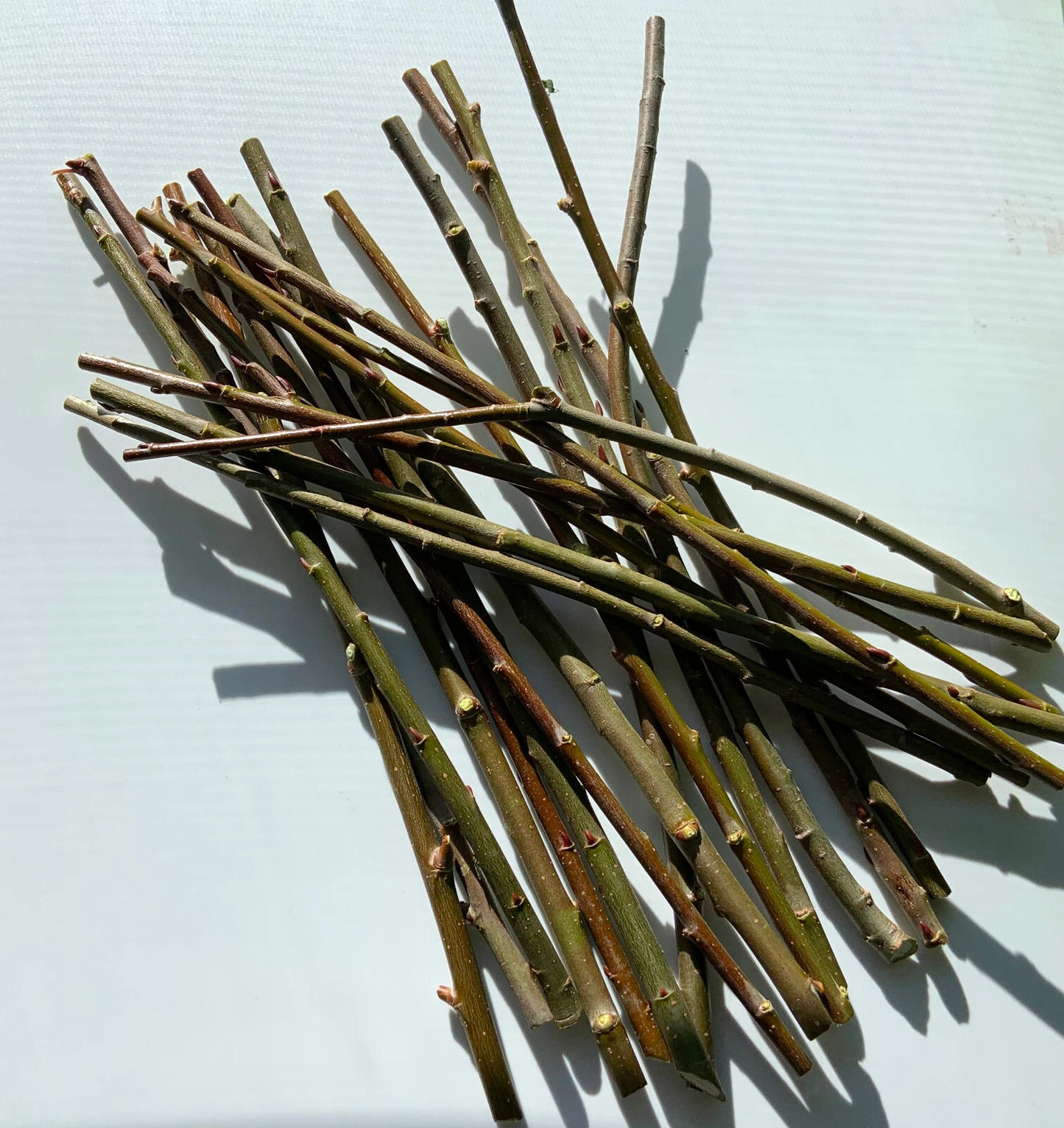 Hybrid Willow Unrooted Cuttings – 50 Salix Hybrid Tree Cuttings for Propagation and Garden Planting