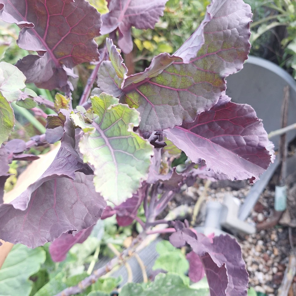 Perennial Purple Tree Kale Cuttings – 2 Live Cuttings, Hardy Leafy Green Brassica for Garden Growing